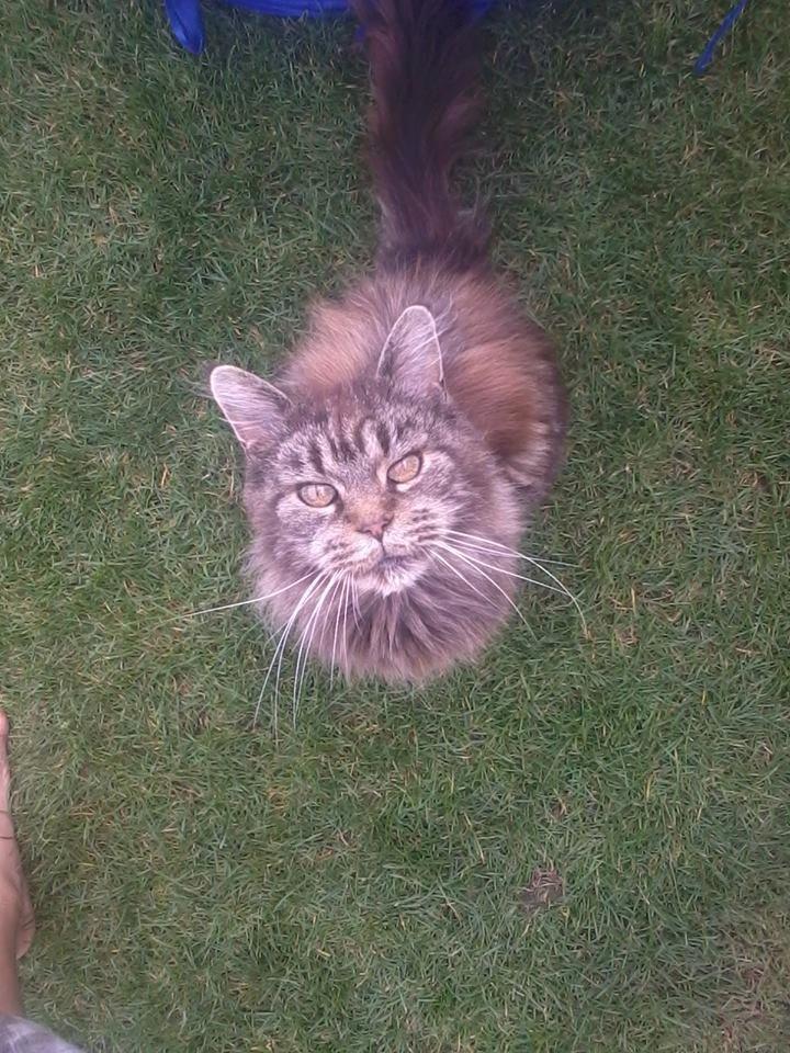 Maine Coon Odessa billede 9