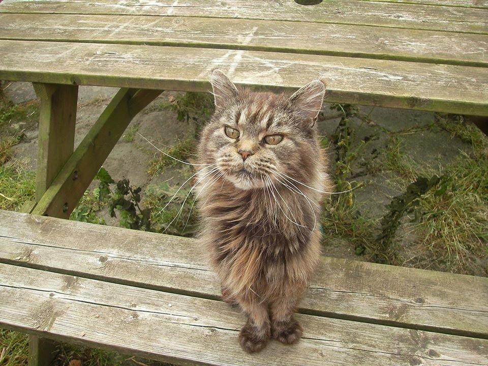 Maine Coon Odessa billede 8