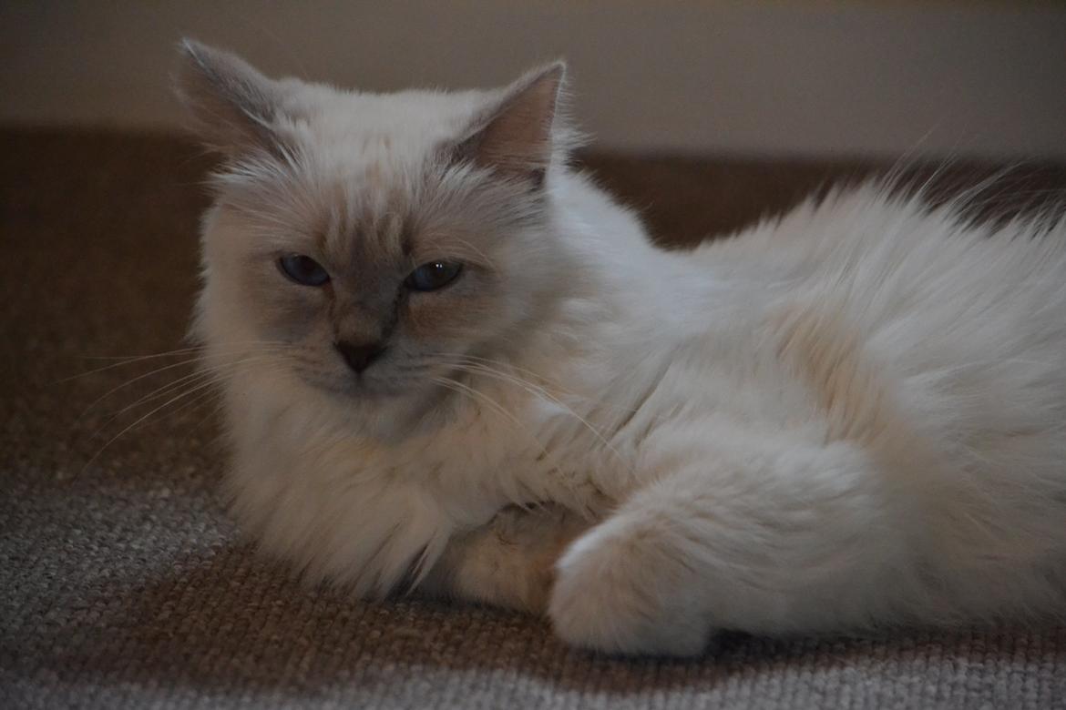 Hellig Birma Bandit's Fiona billede 1