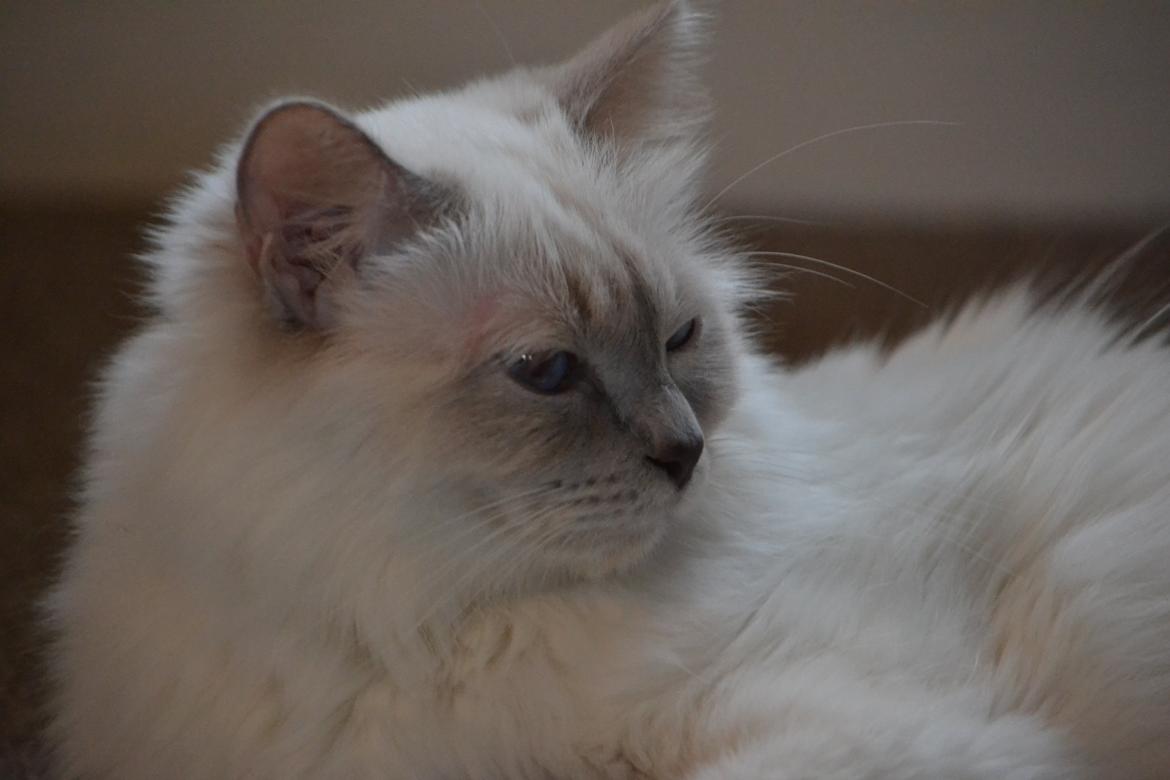 Hellig Birma Bandit's Fiona billede 2