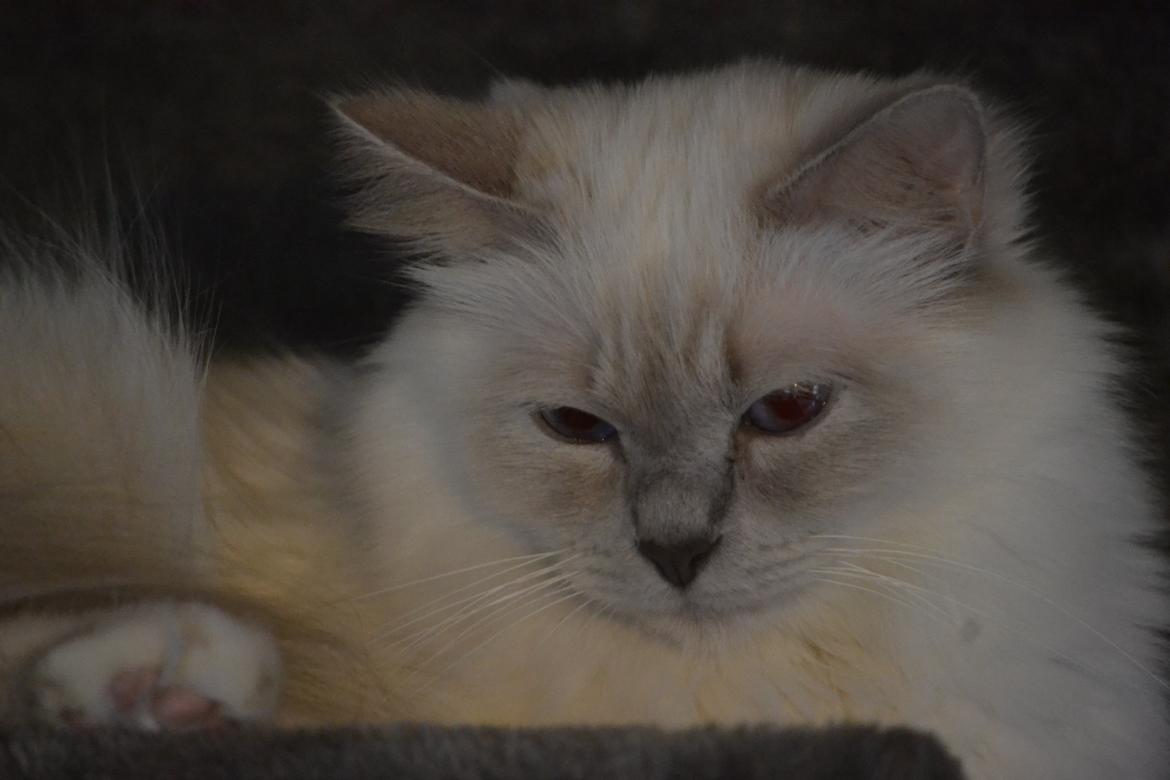 Hellig Birma Bandit's Fiona billede 3