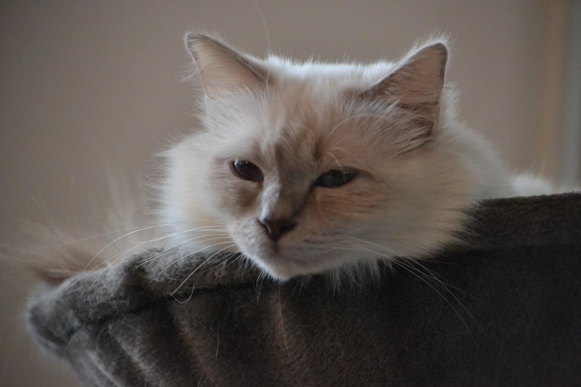 Hellig Birma Bandit's Fiona billede 4