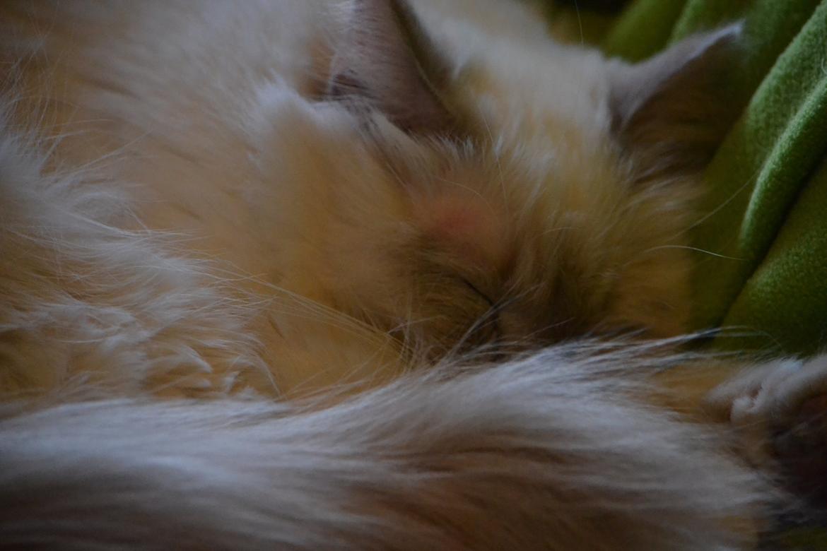 Hellig Birma Bandit's Fiona billede 5