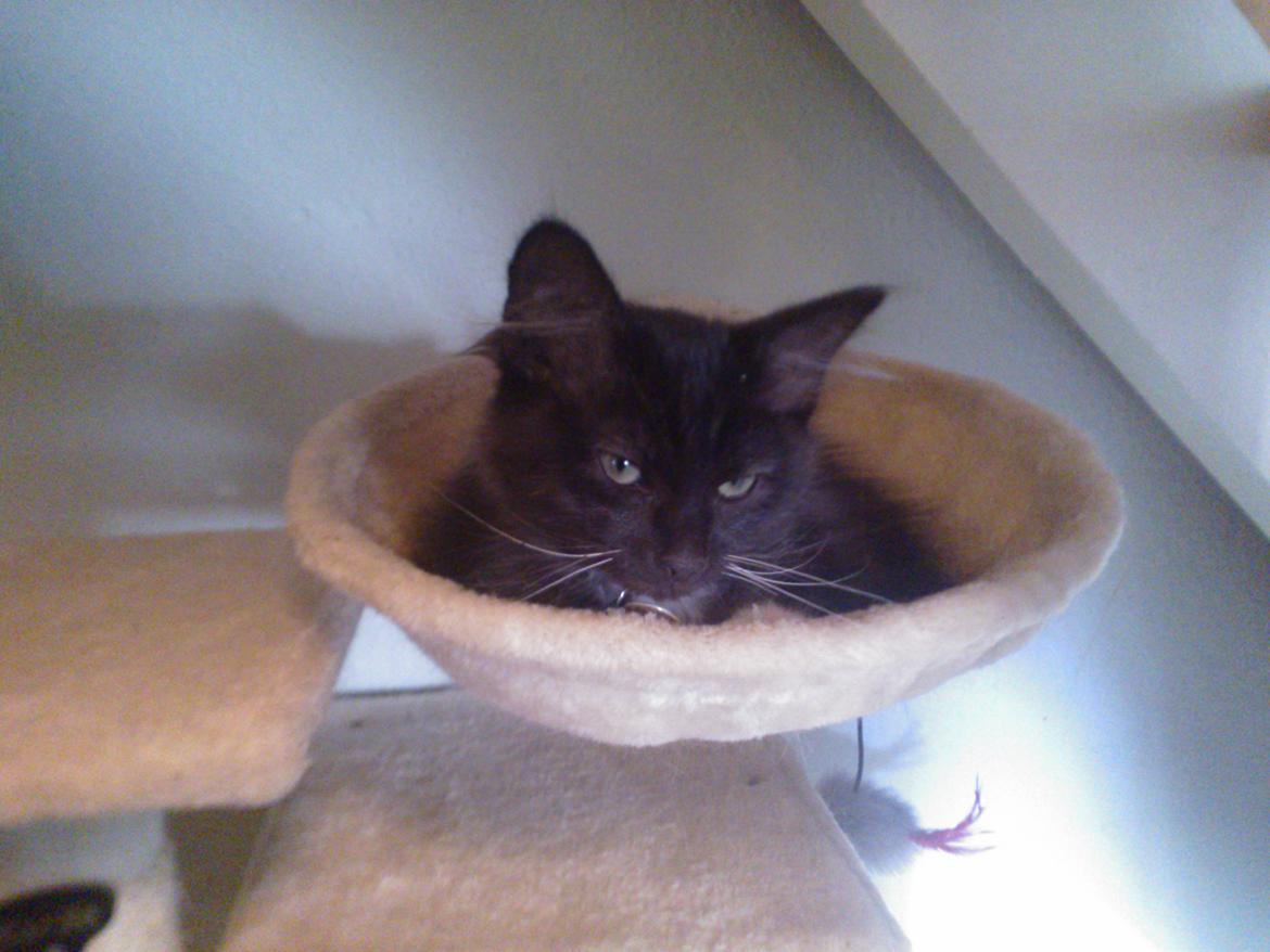 Blanding af racer Brage billede 1