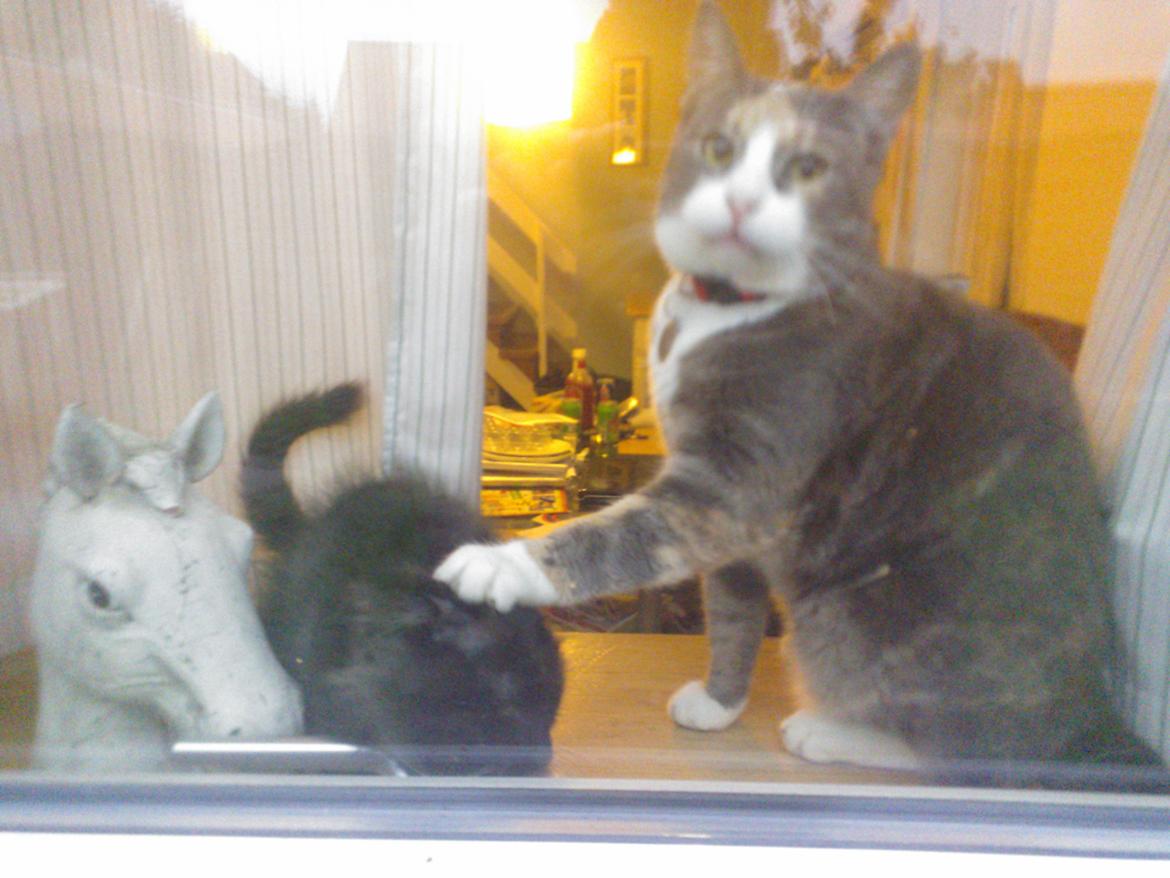 Blanding af racer Brage billede 4