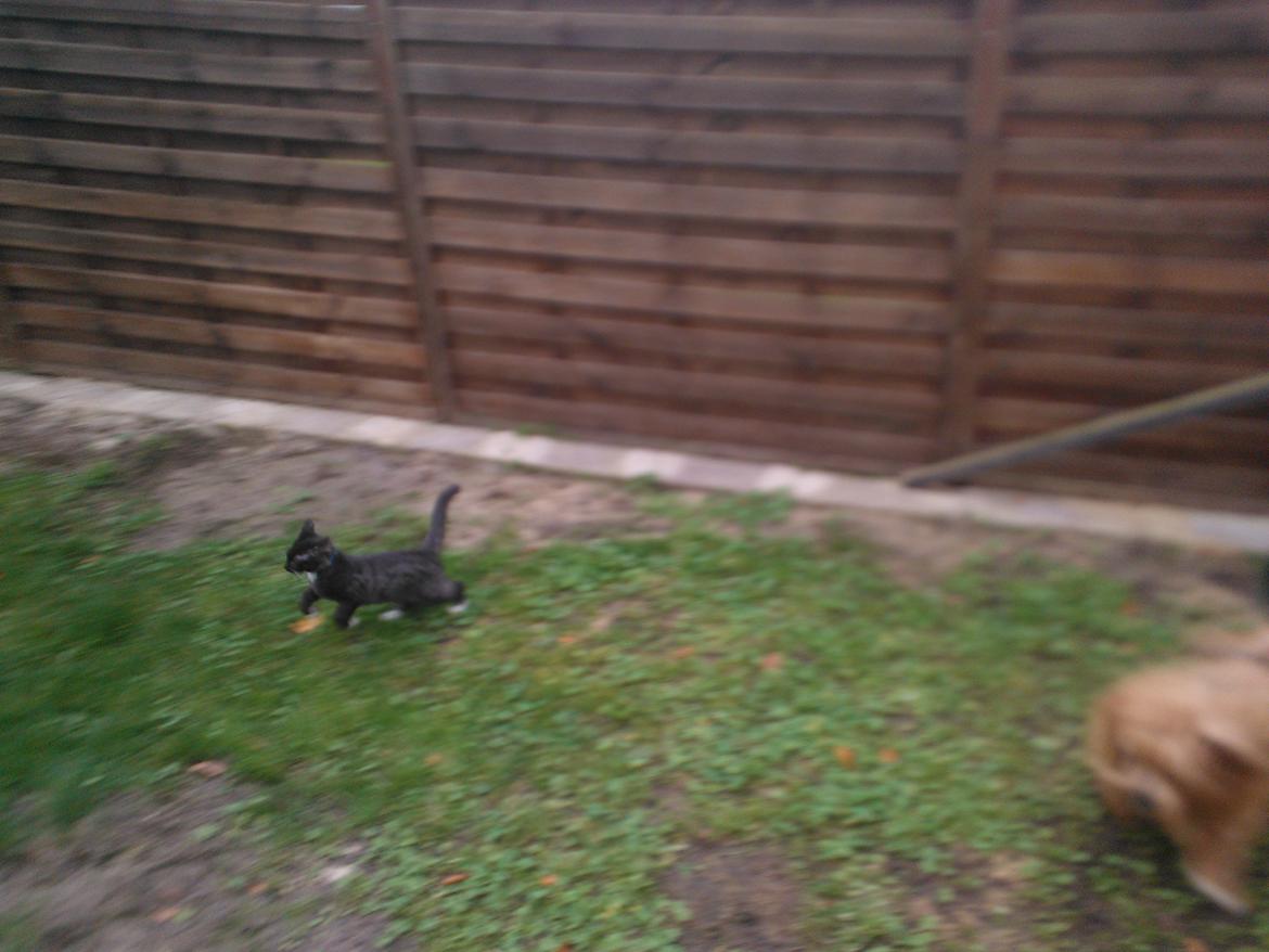 Blanding af racer Brage billede 6