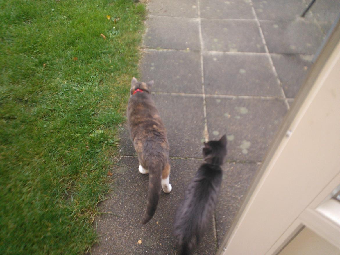 Blanding af racer Brage billede 7