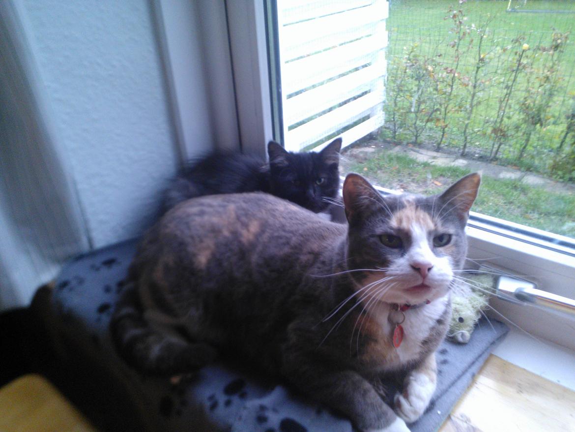 Blanding af racer Brage billede 8