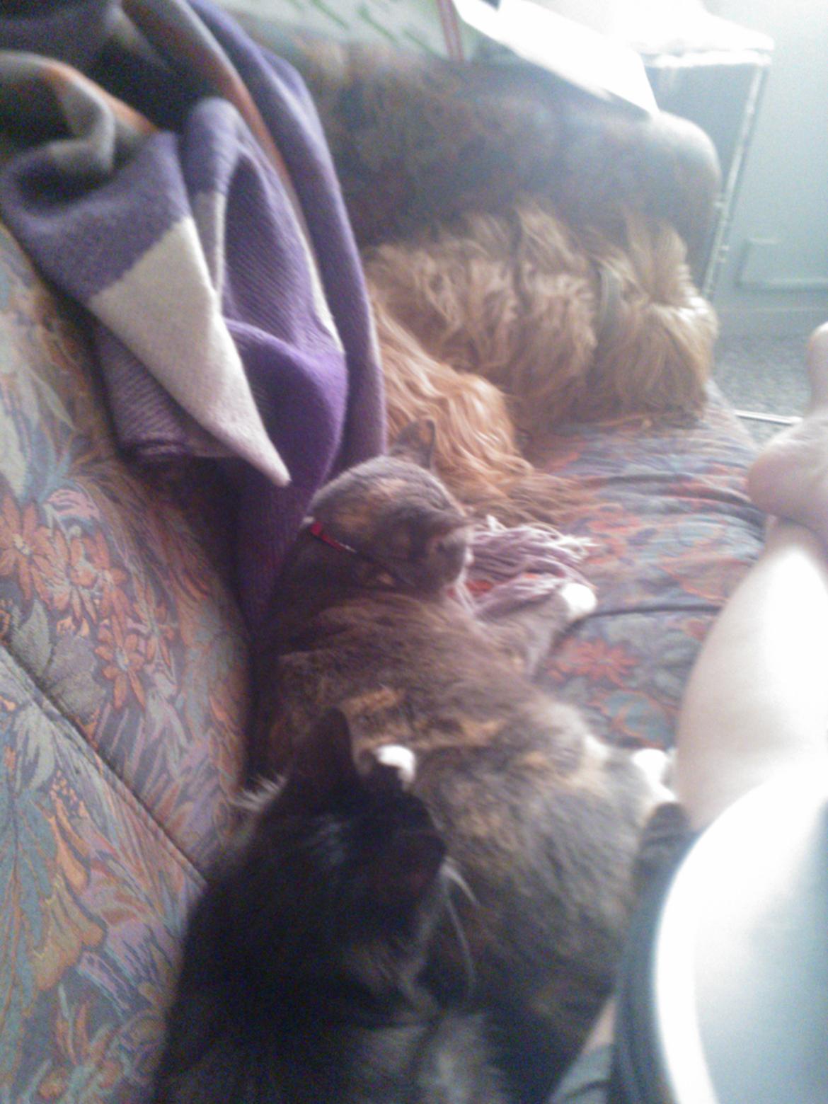 Blanding af racer Brage billede 9