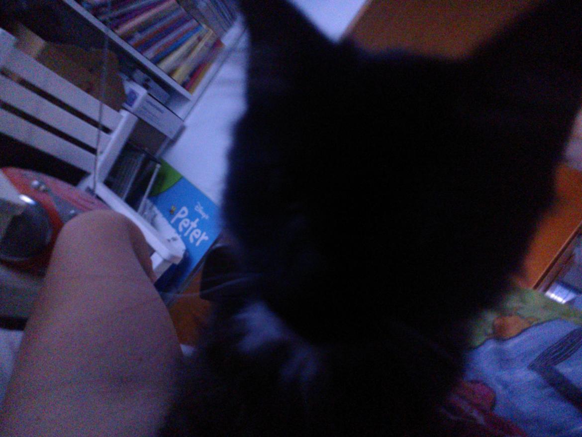 Blanding af racer Brage billede 10