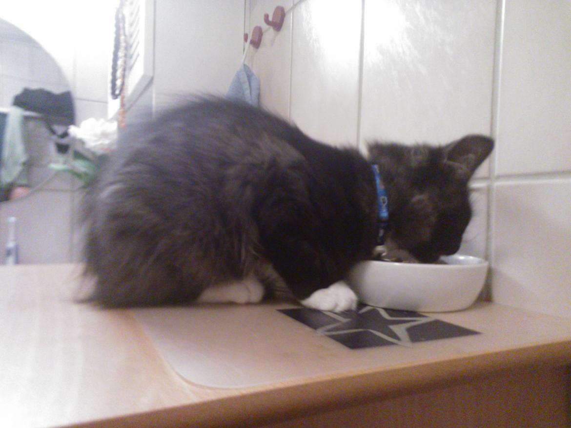 Blanding af racer Brage billede 11