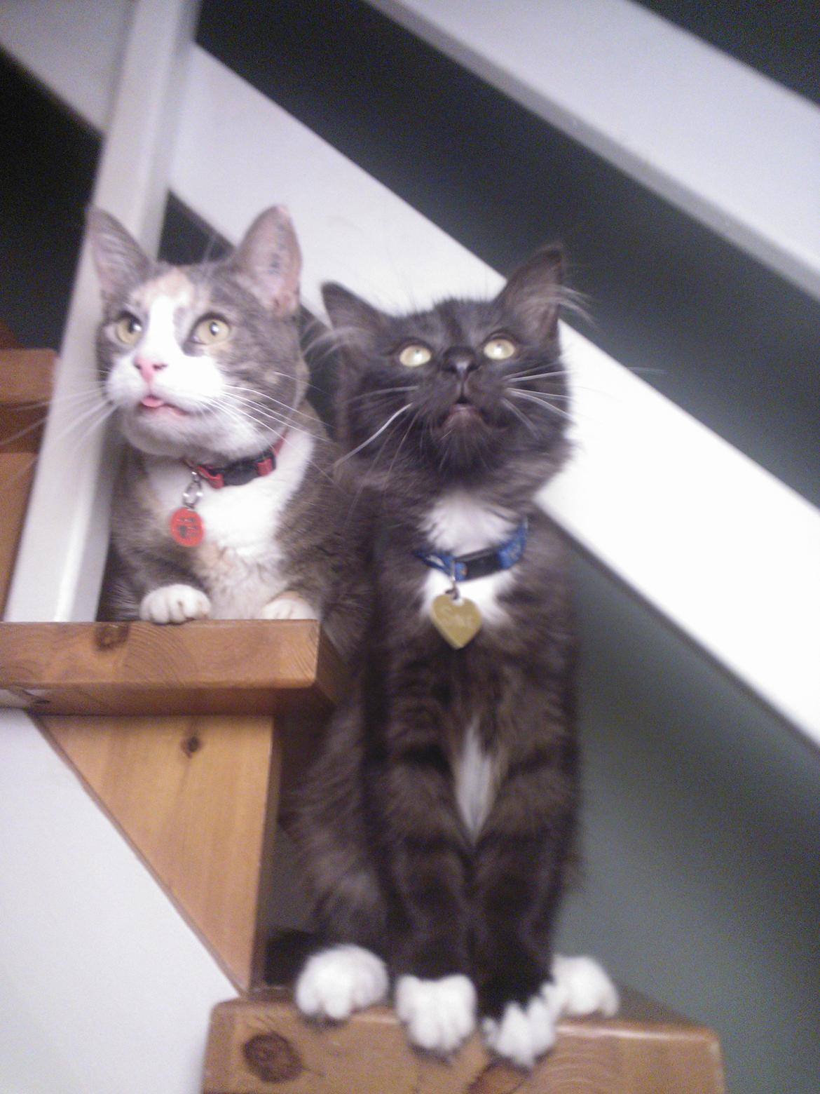 Blanding af racer Brage billede 13