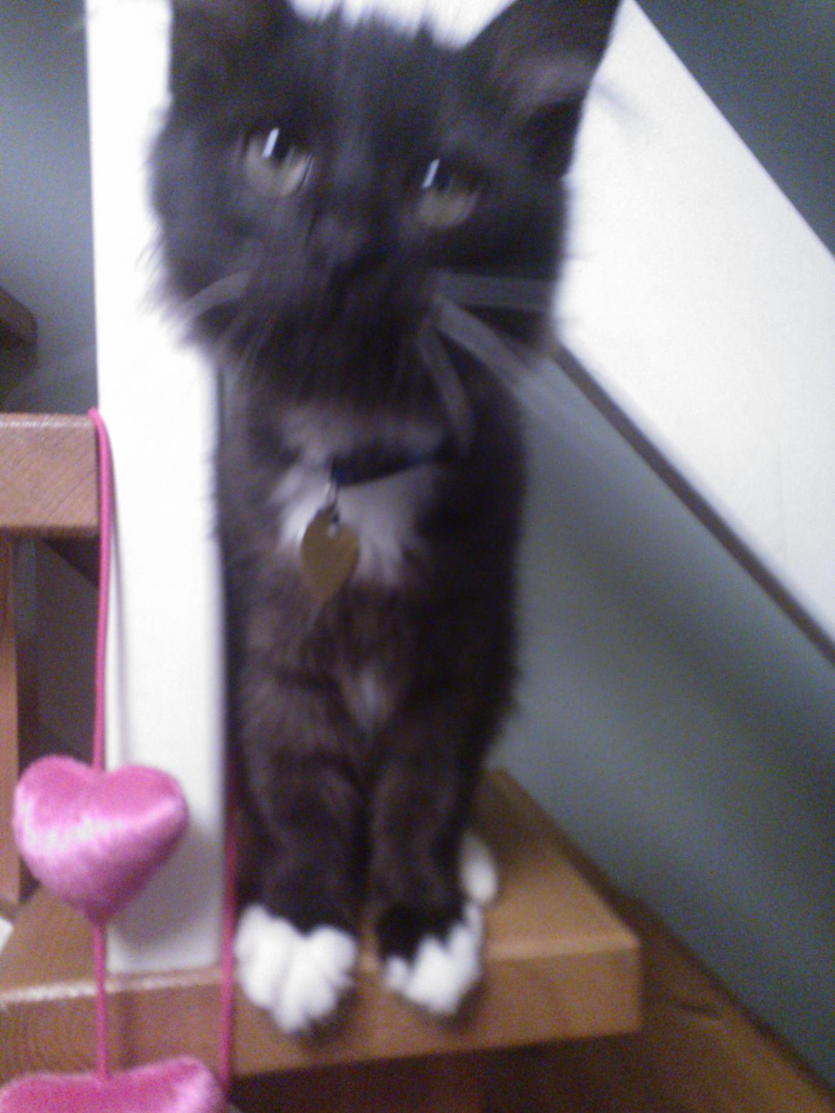 Blanding af racer Brage billede 14