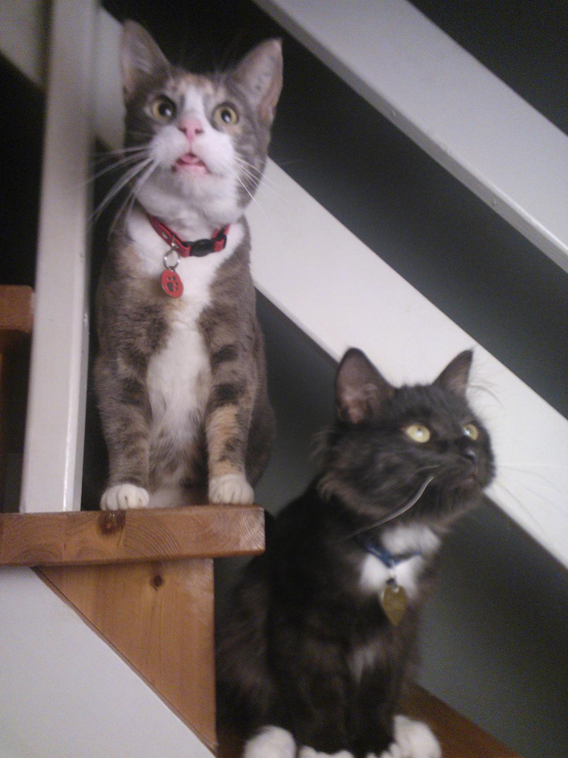 Blanding af racer Brage billede 12