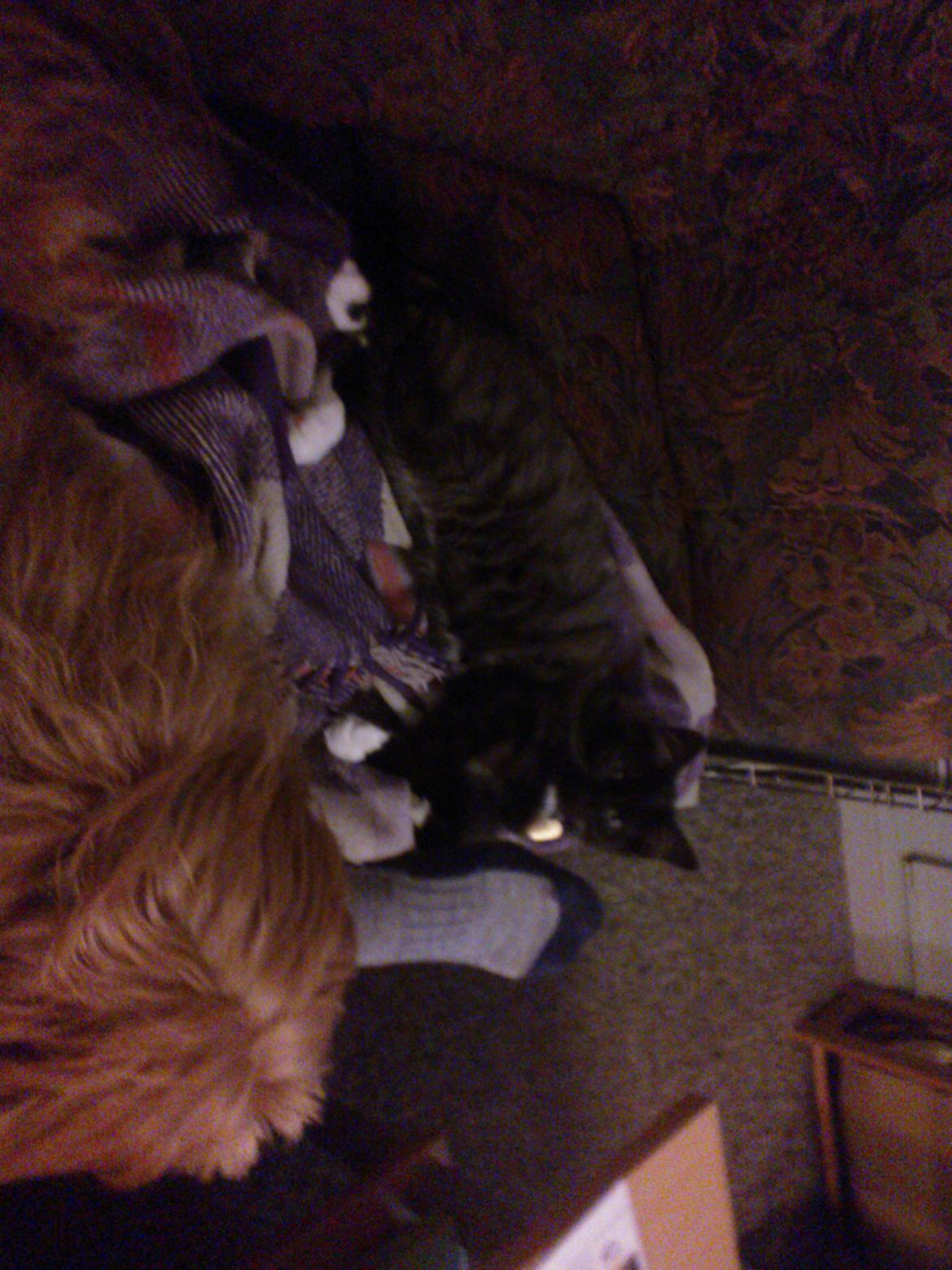 Blanding af racer Brage billede 16