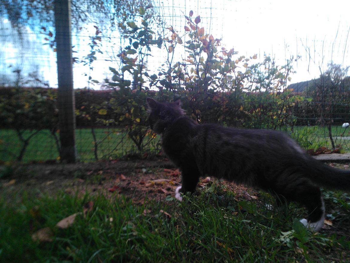 Blanding af racer Brage - ih det er fedt at få lov at komme i haven  billede 17