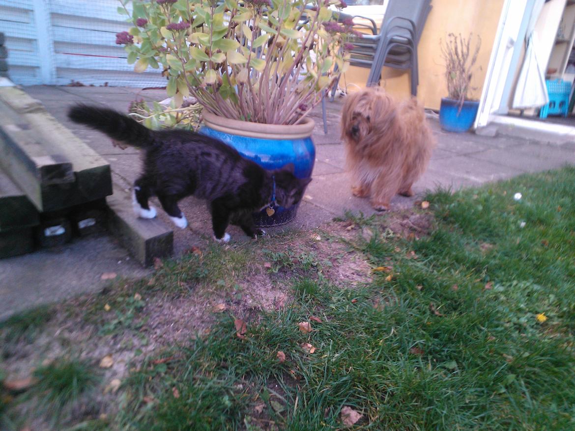 Blanding af racer Brage - Joey min nye storebror og jeg leger tit gemme leg i haven og nå han finder mig så loger han med halen og så løber jeg for at gemme mig igen ;)  billede 18