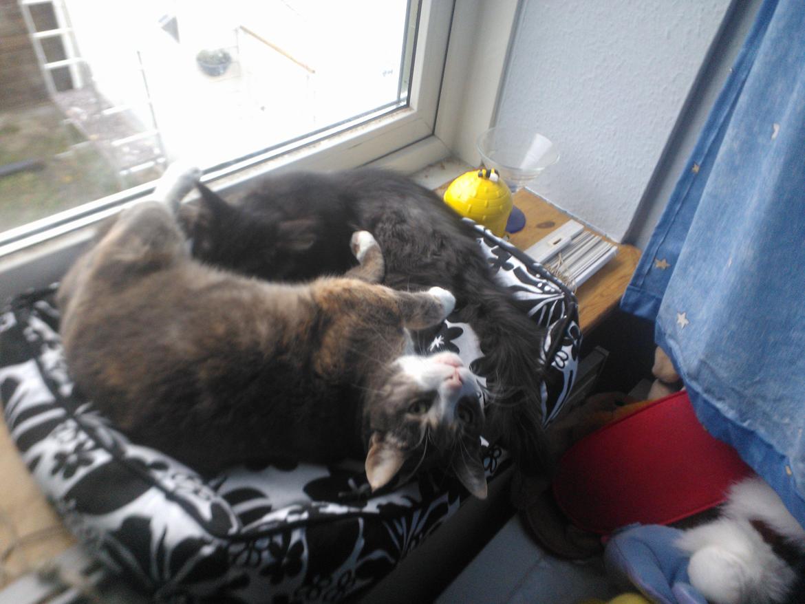 Blanding af racer Brage billede 19