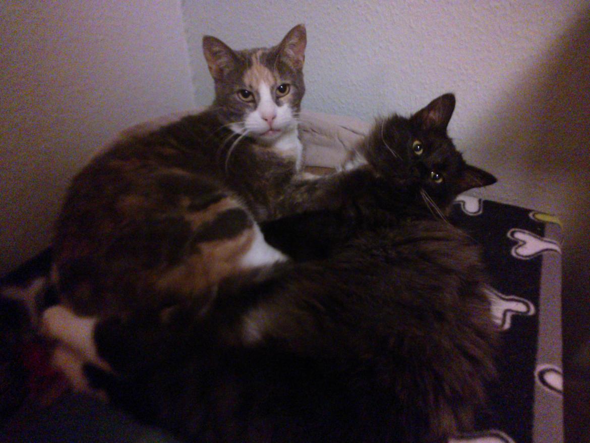 Blanding af racer Brage billede 20