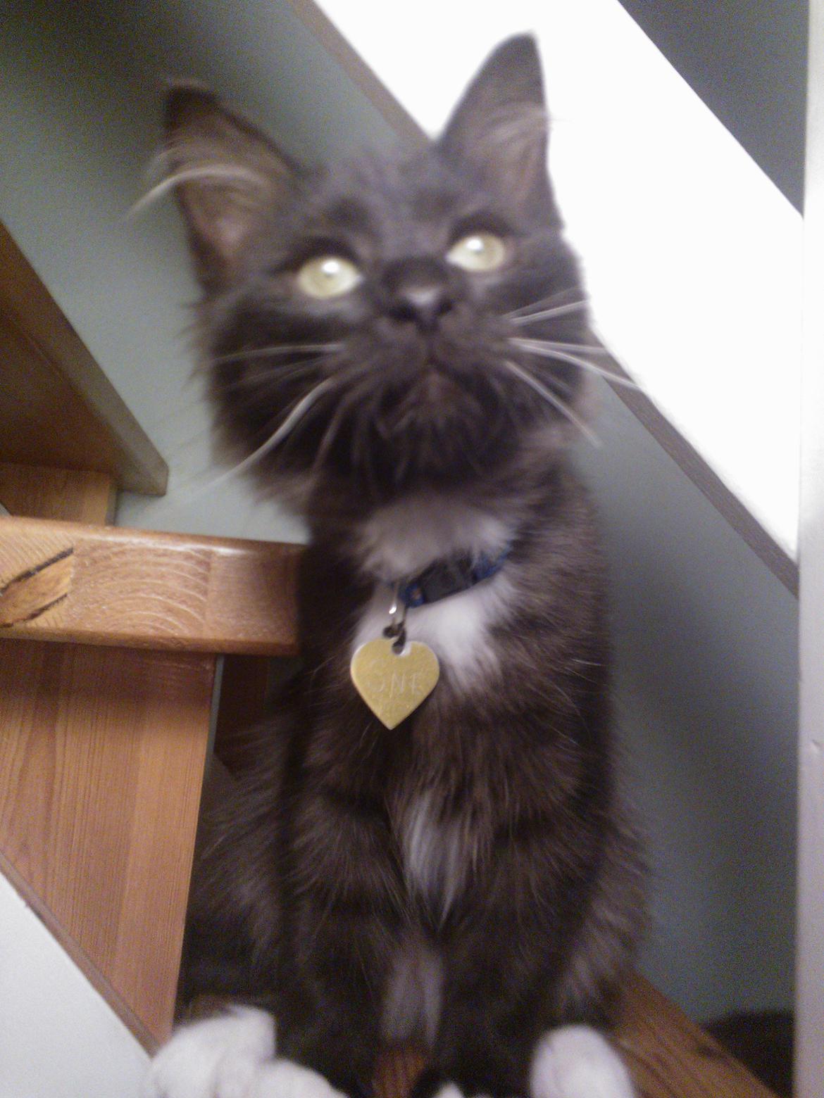 Blanding af racer Brage billede 15