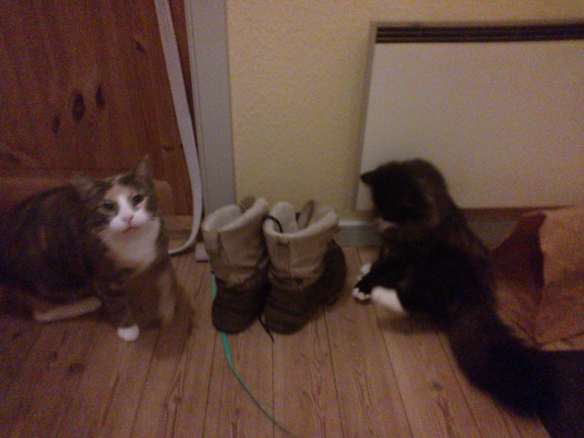 Blanding af racer Brage billede 21