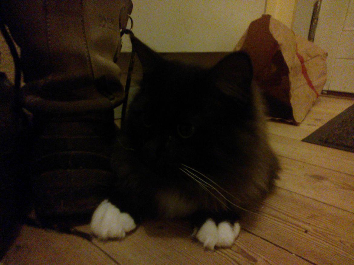 Blanding af racer Brage billede 22