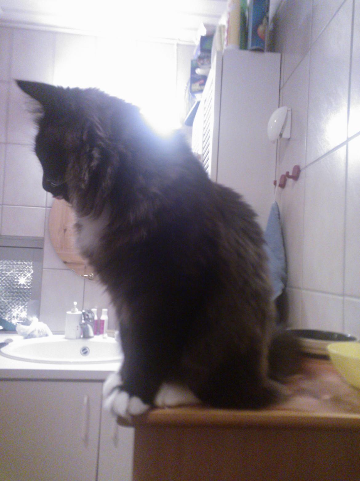 Blanding af racer Brage billede 23