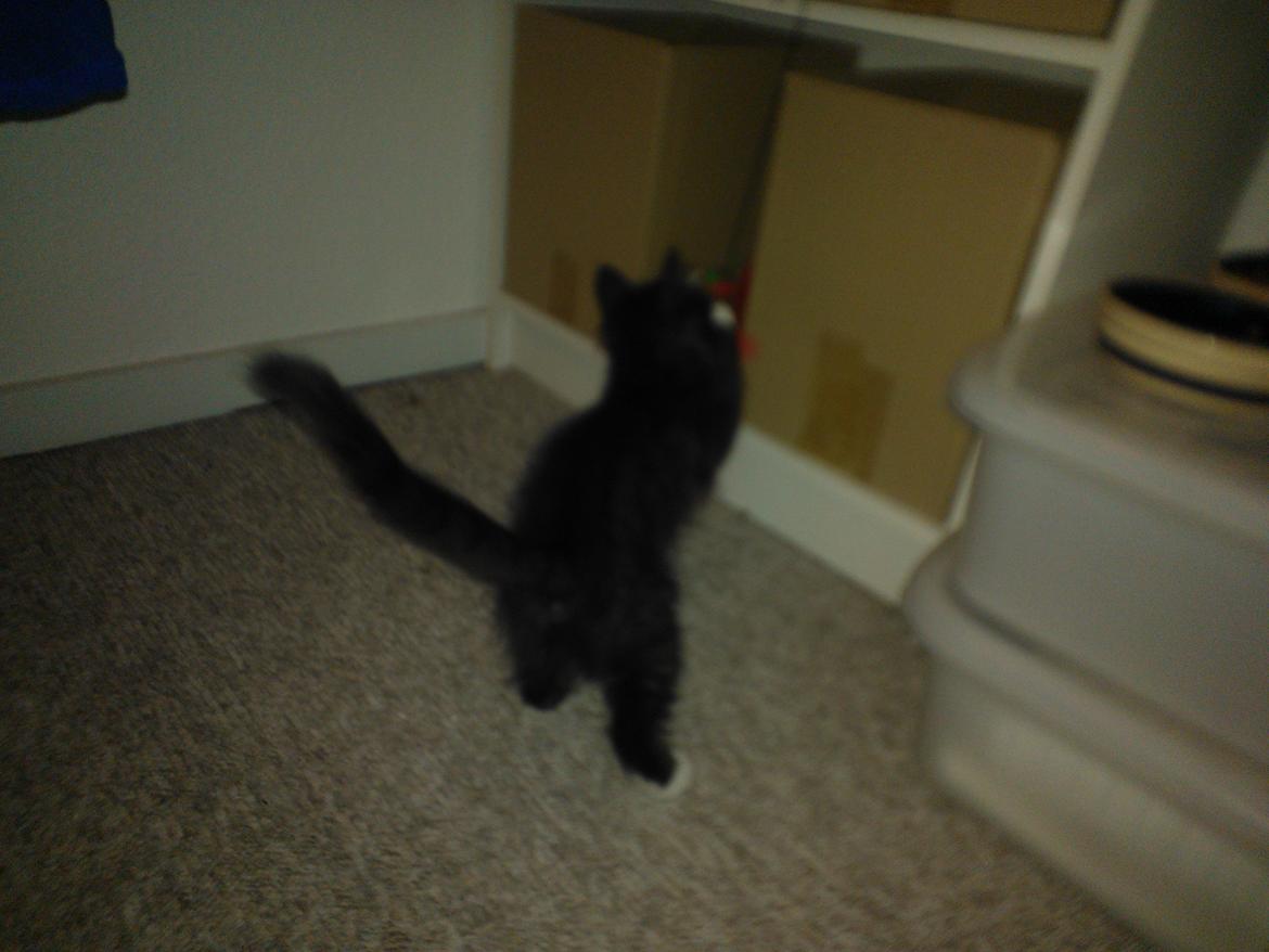 Blanding af racer Brage billede 24