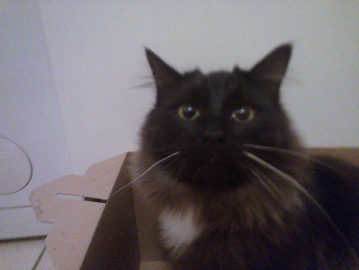 Blanding af racer Brage billede 50