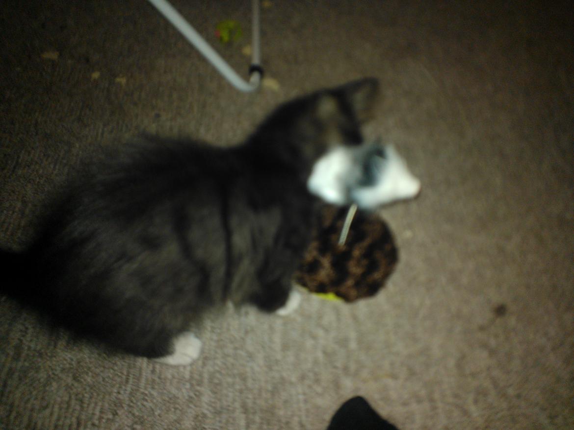 Blanding af racer Brage billede 26