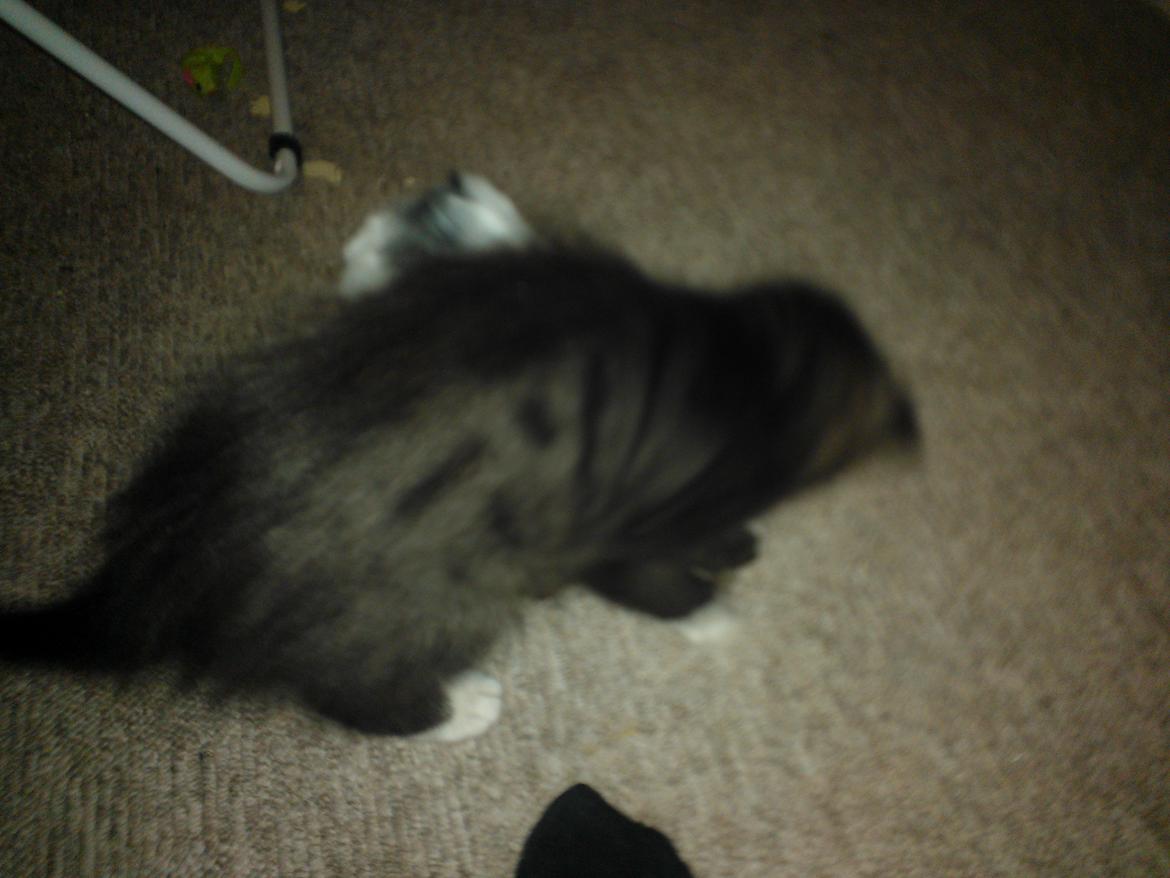 Blanding af racer Brage billede 27