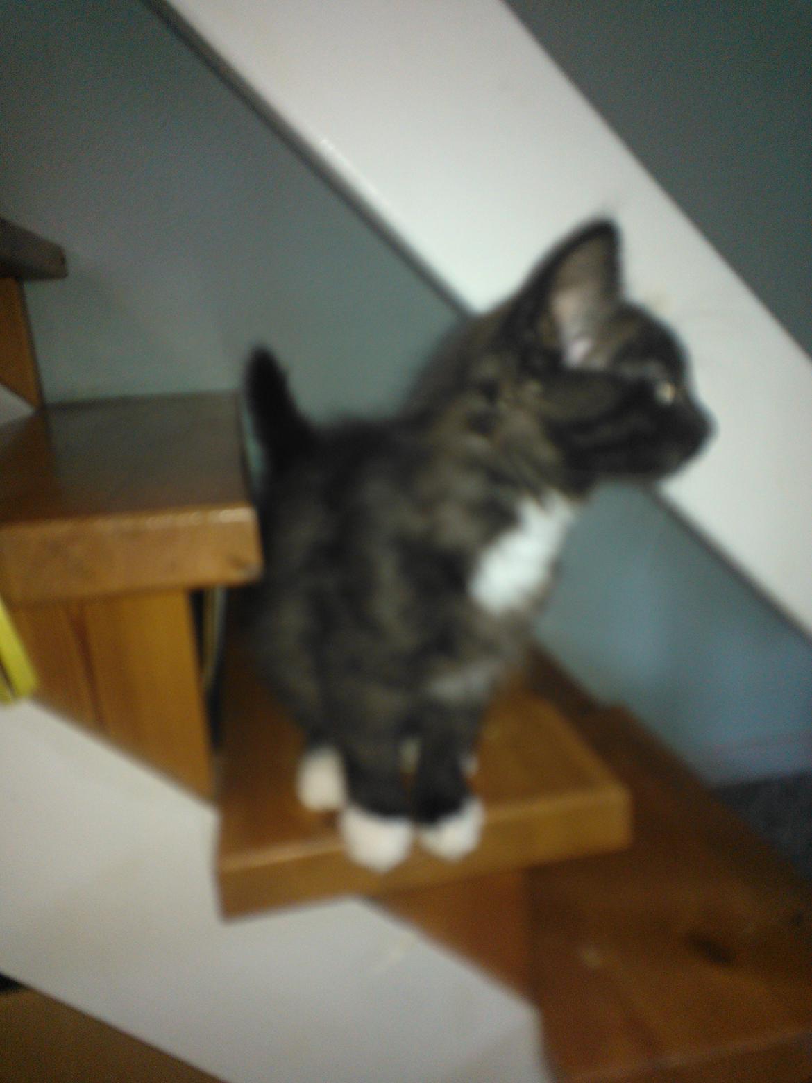 Blanding af racer Brage billede 28