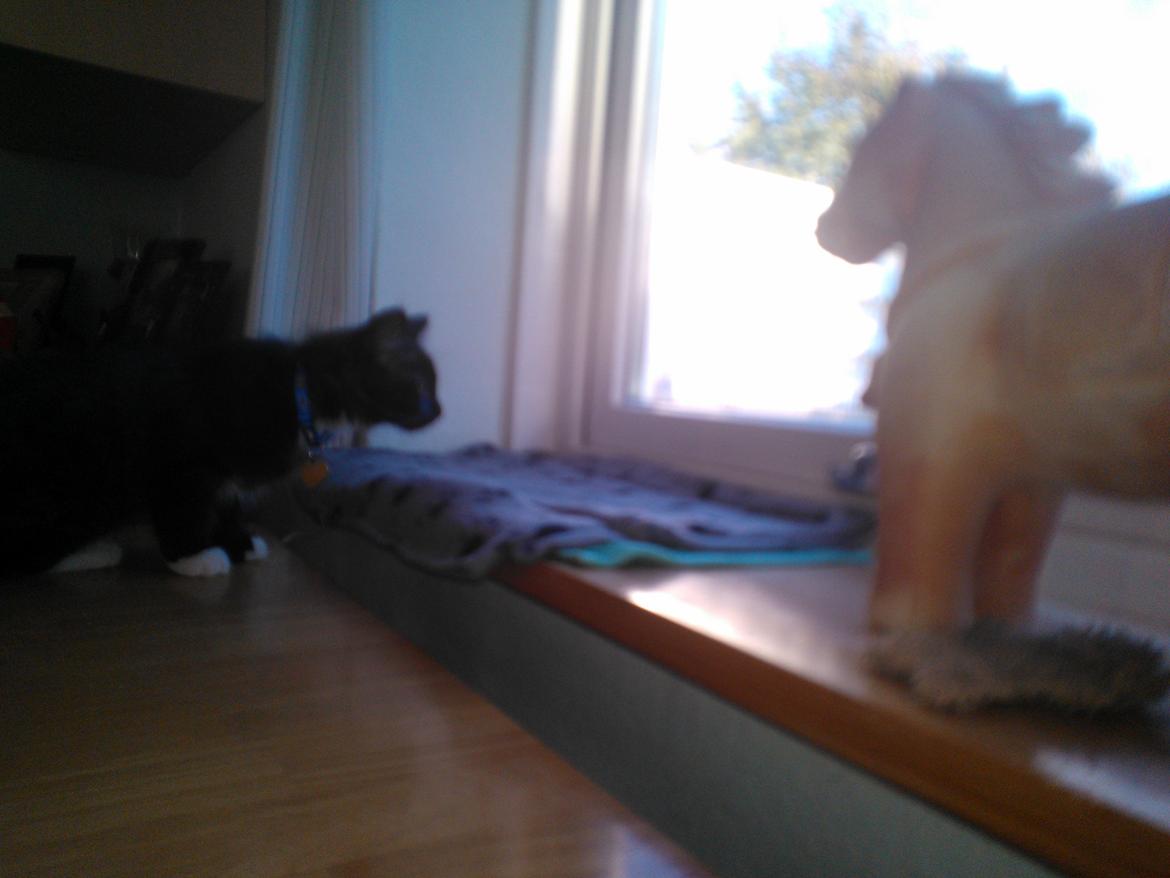 Blanding af racer Brage billede 29