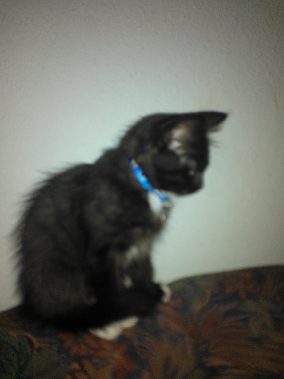 Blanding af racer Brage billede 30