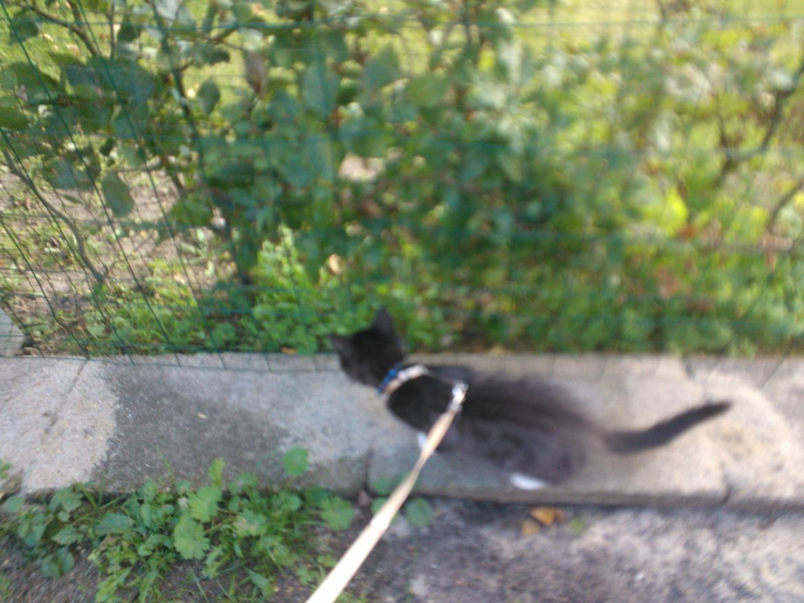 Blanding af racer Brage billede 31