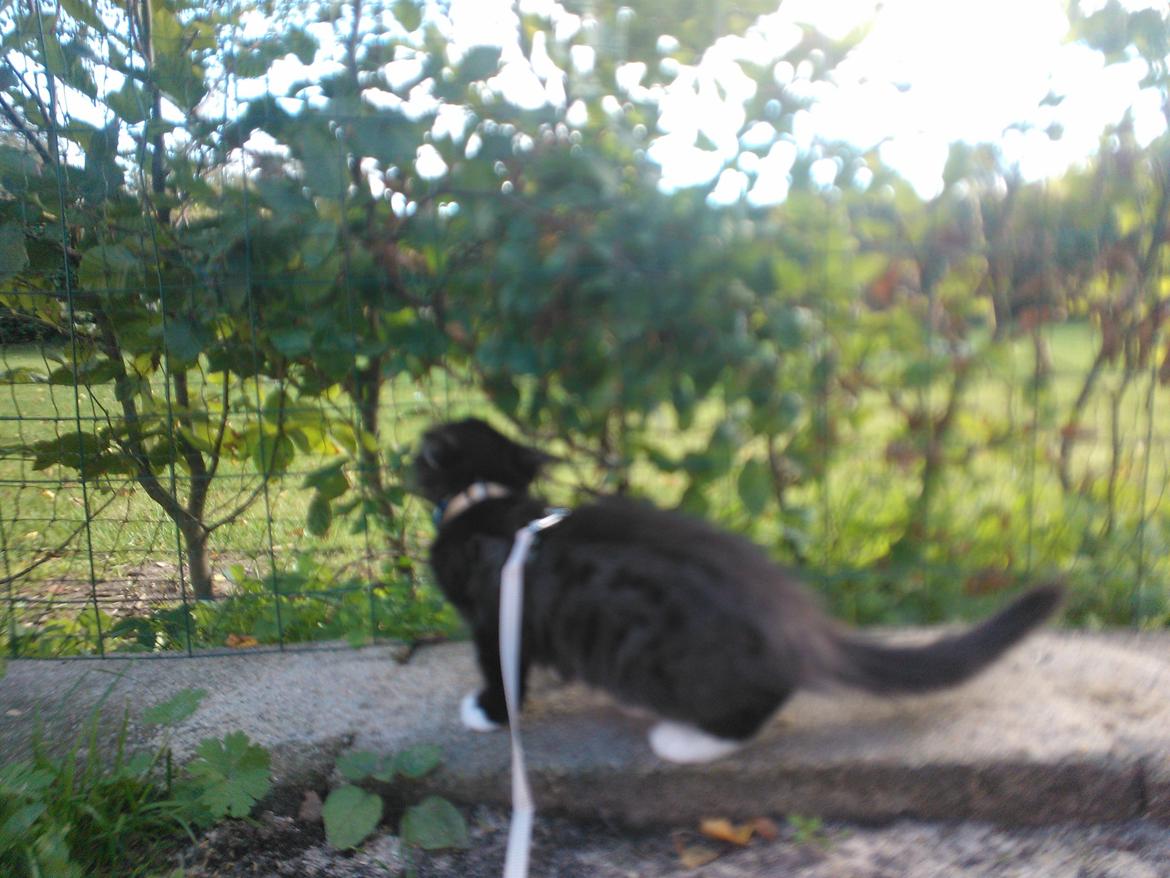 Blanding af racer Brage billede 32