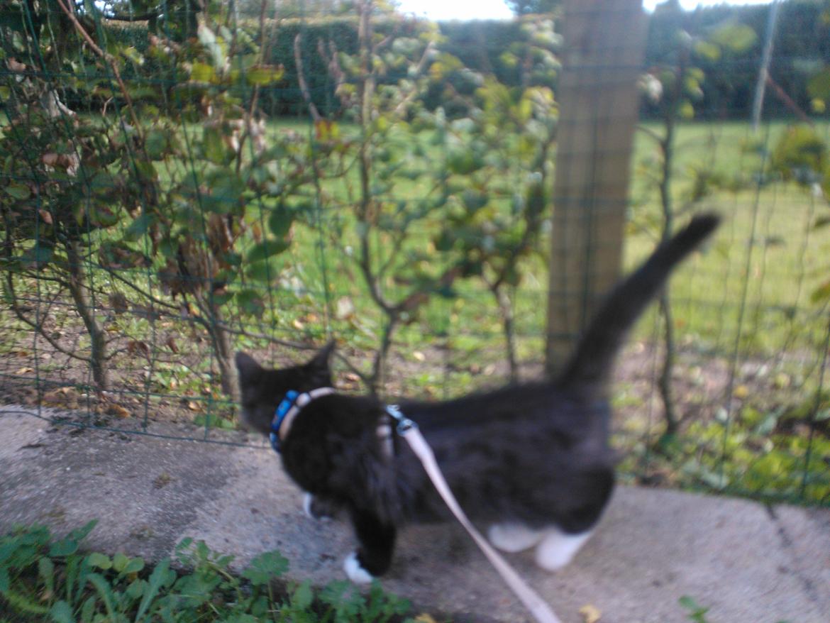 Blanding af racer Brage billede 33