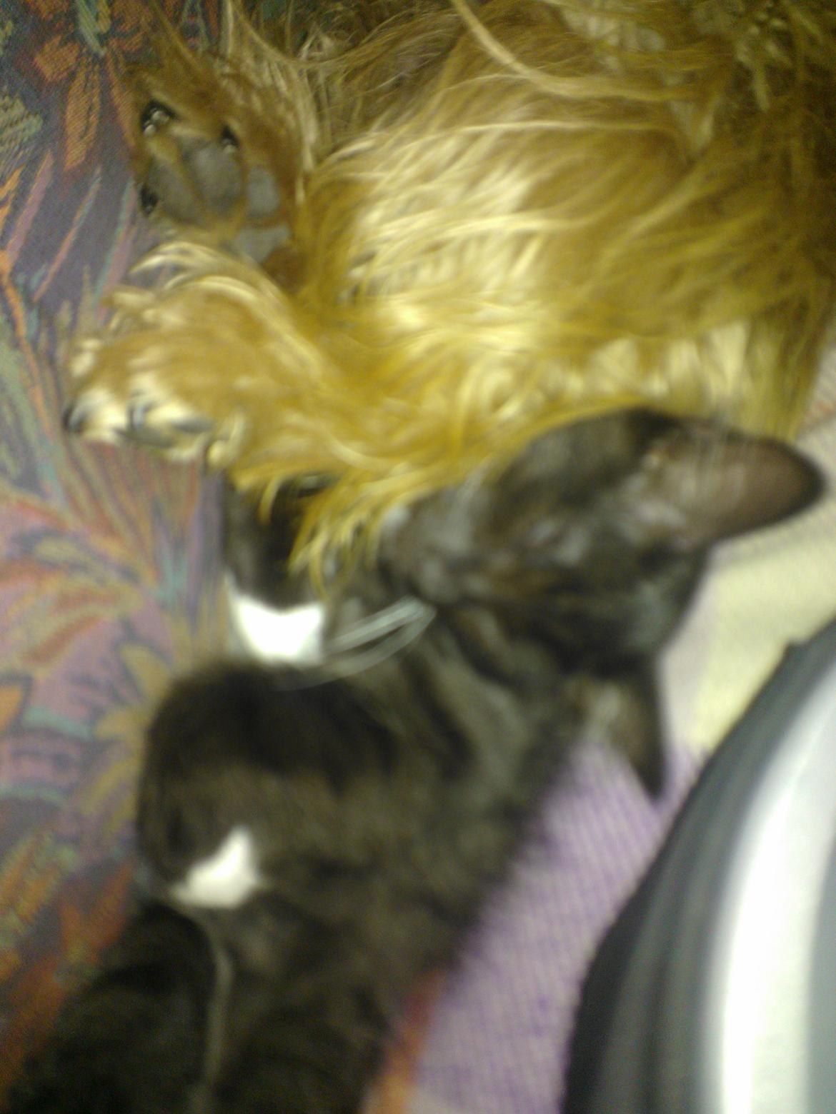 Blanding af racer Brage billede 34