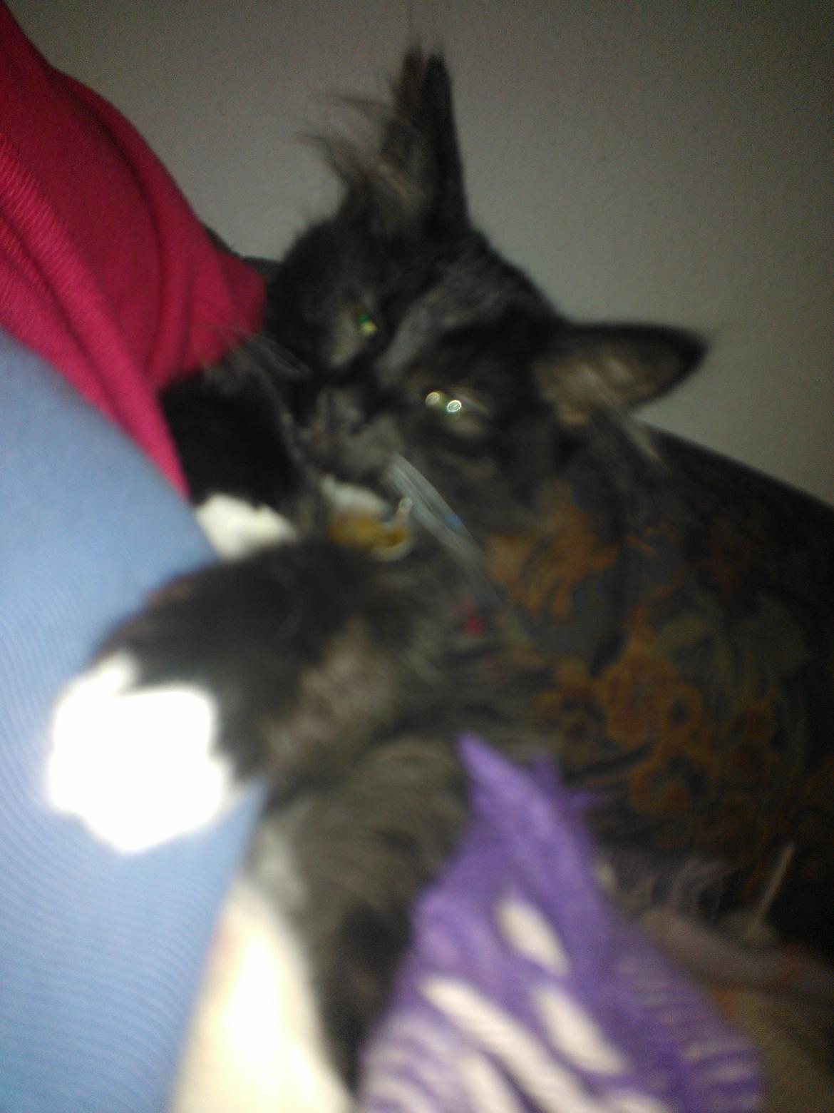 Blanding af racer Brage billede 35