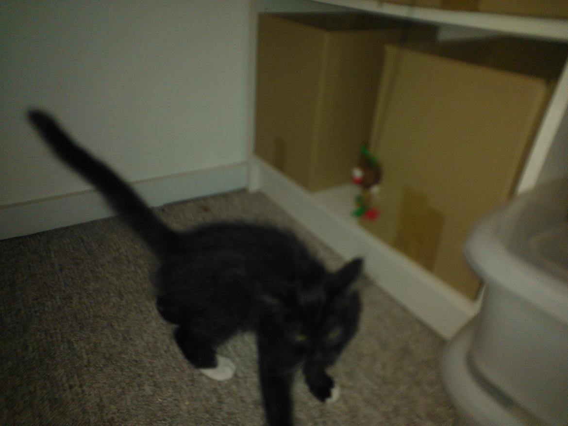 Blanding af racer Brage billede 25