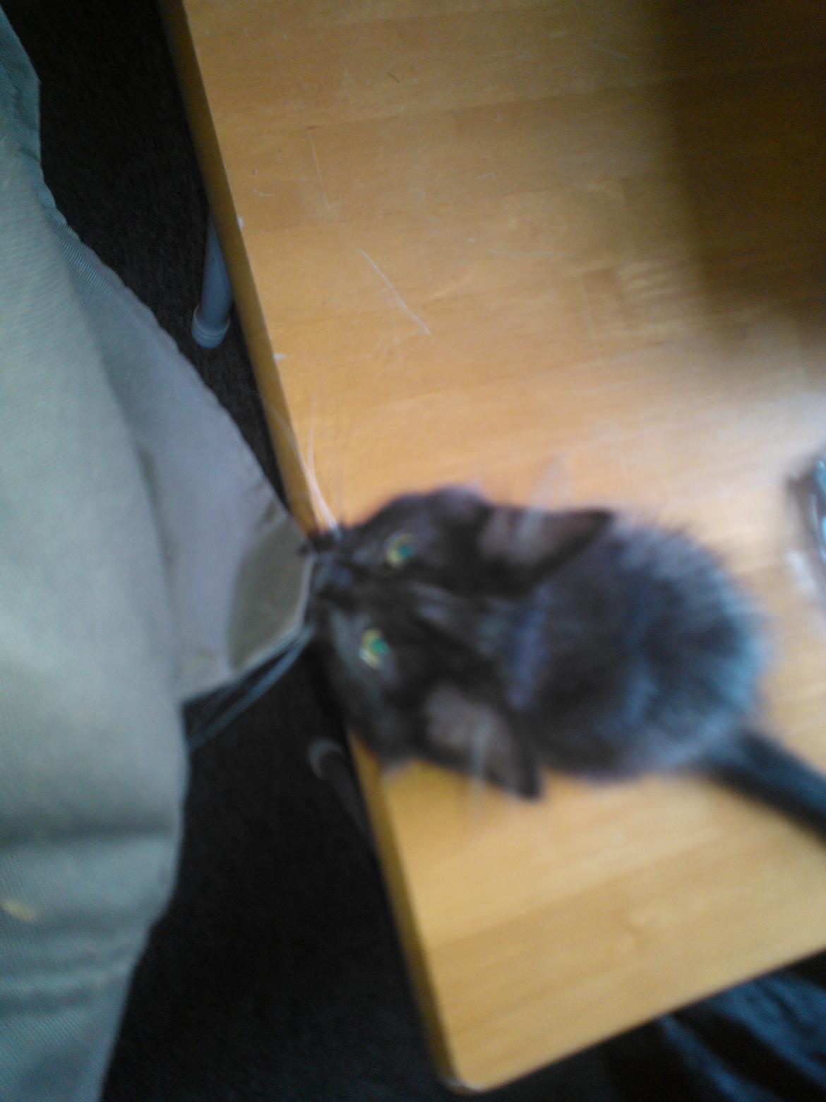 Blanding af racer Brage billede 2