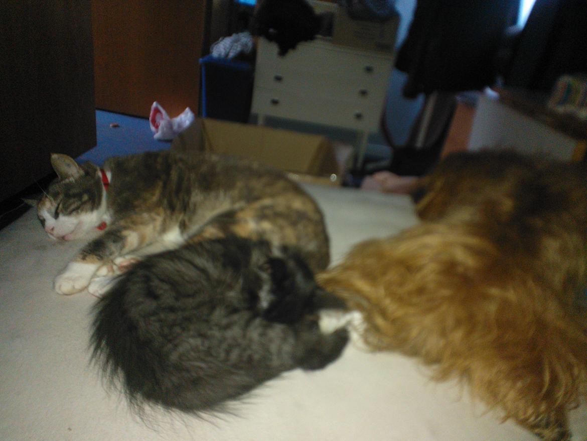 Blanding af racer Brage billede 36