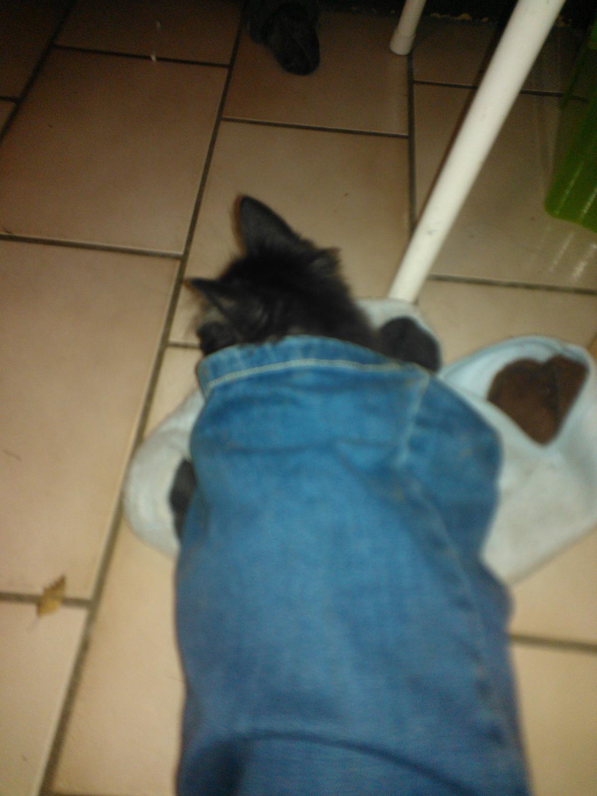 Blanding af racer Brage billede 38