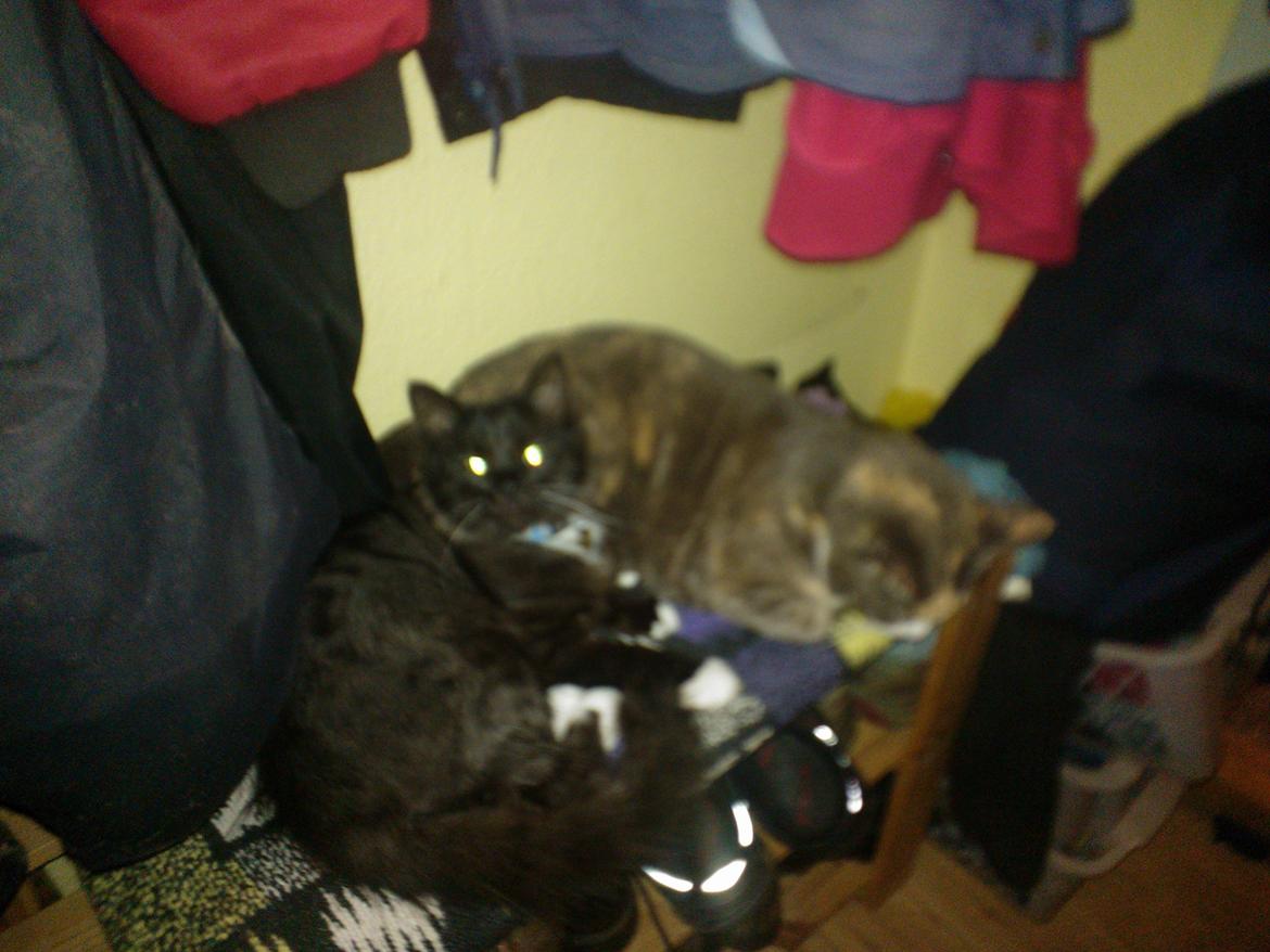 Blanding af racer Brage billede 39