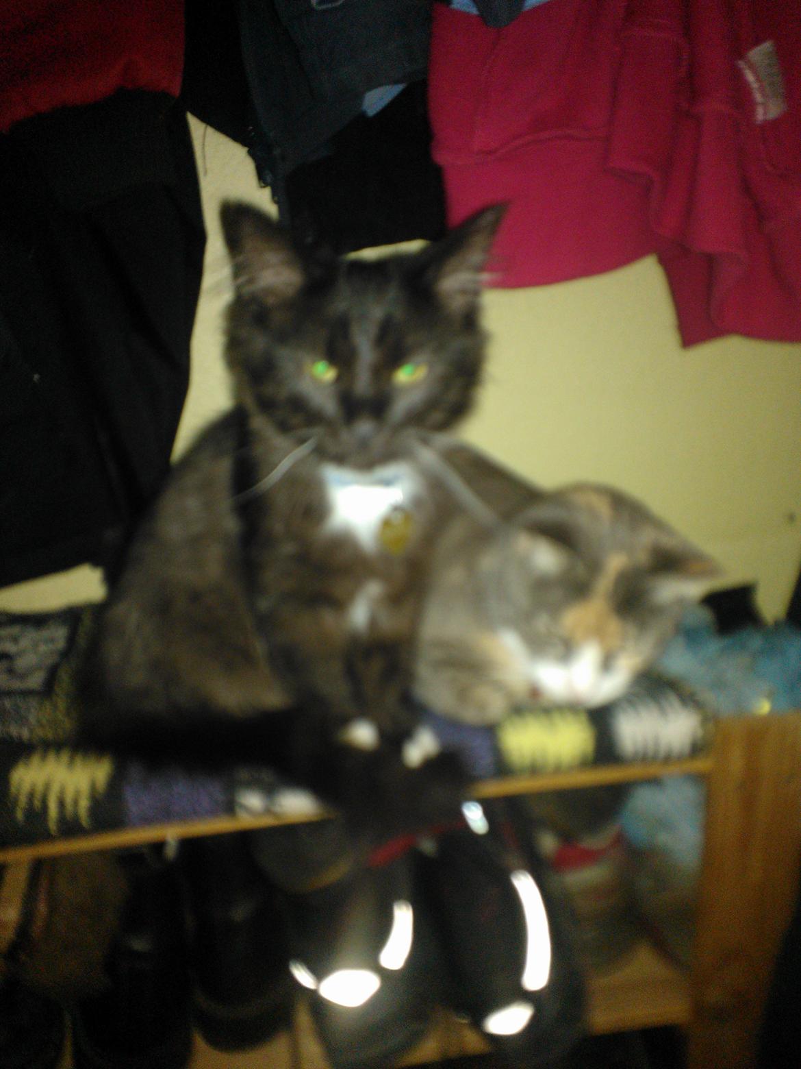 Blanding af racer Brage billede 40