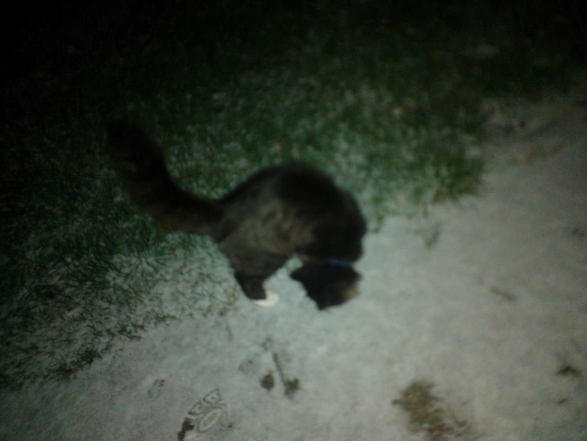 Blanding af racer Brage billede 41