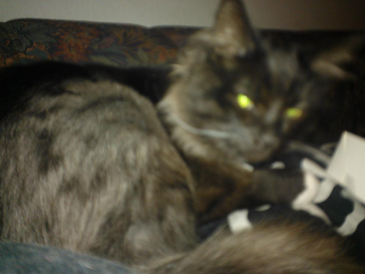 Blanding af racer Brage billede 42