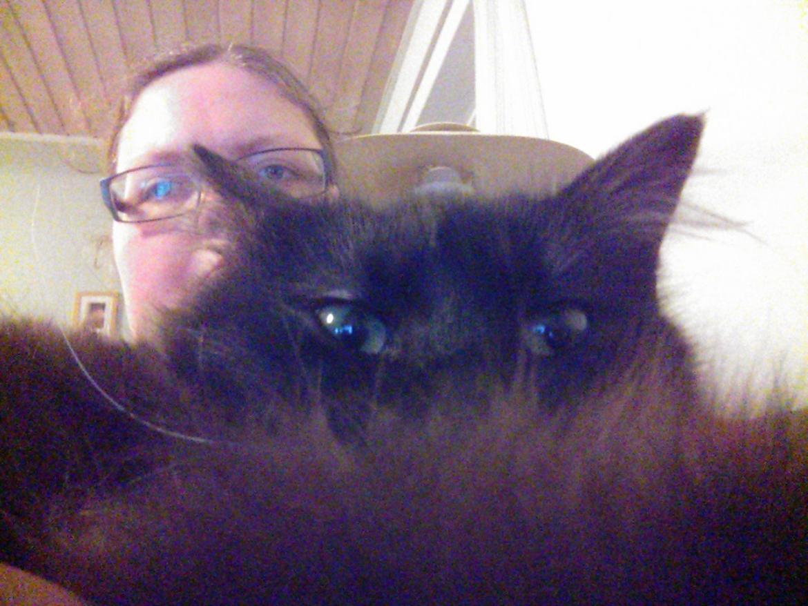 Blanding af racer Brage billede 47