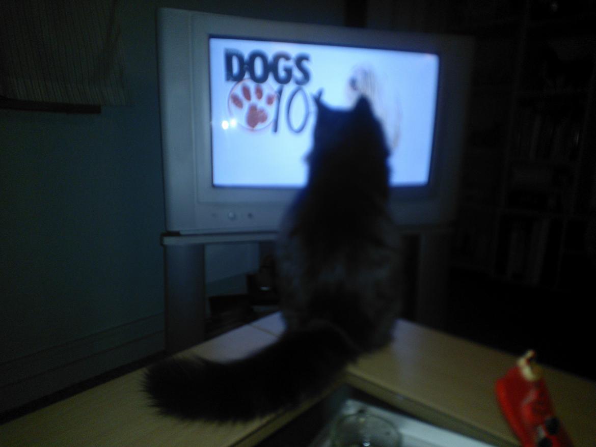 Blanding af racer Brage billede 48