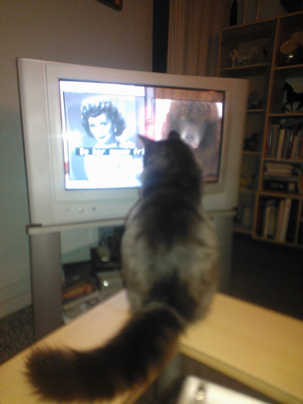 Blanding af racer Brage billede 49